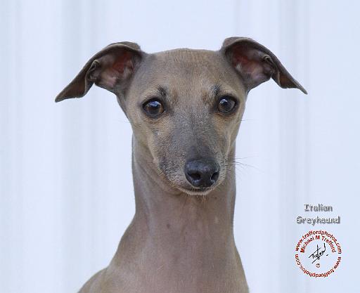 Italian Greyhound 9K075D-12.JPG